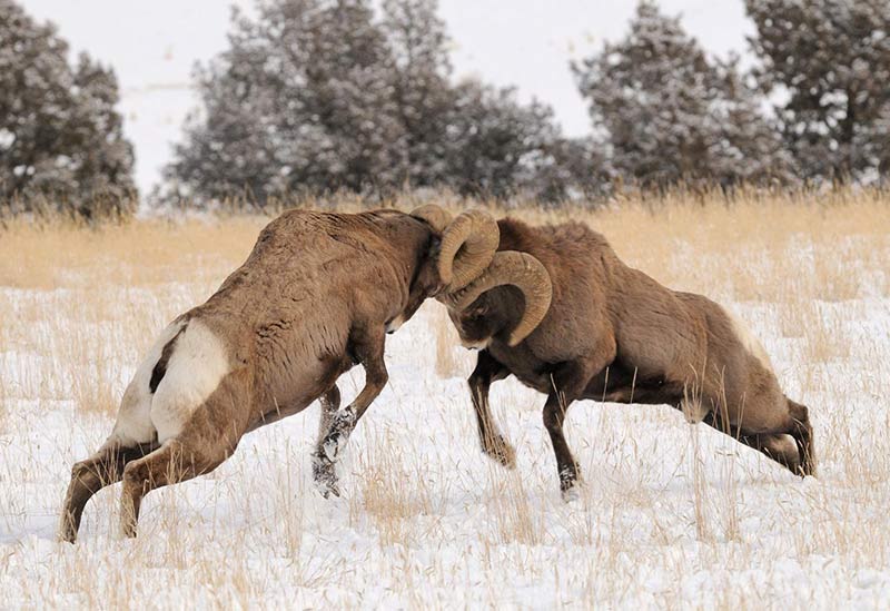 conflict-management-with-continuity